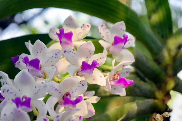 Witte Orchidee Bloemblaadjes Paars Prachtige Natuur — Stockfoto