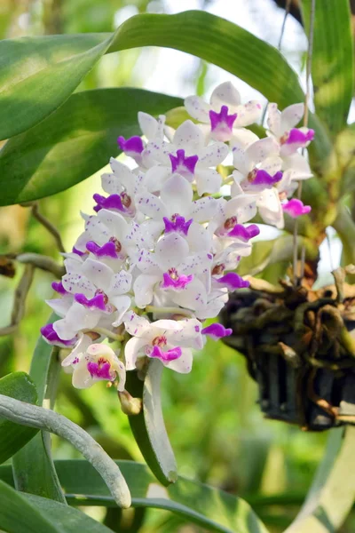 Orquídea Blanca Pétalos Púrpura Hermosa Naturaleza —  Fotos de Stock