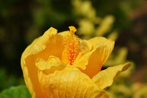 Träd Växer Sprickbildning Unga Blad Och Blommar Trädgården — Stockfoto