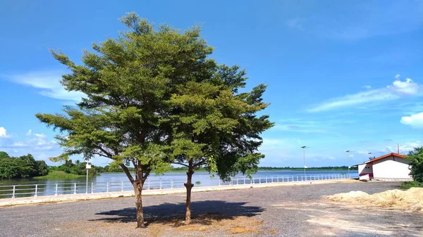 Árbol Aire Libre Con Hermoso Cielo Con Nubes —  Fotos de Stock