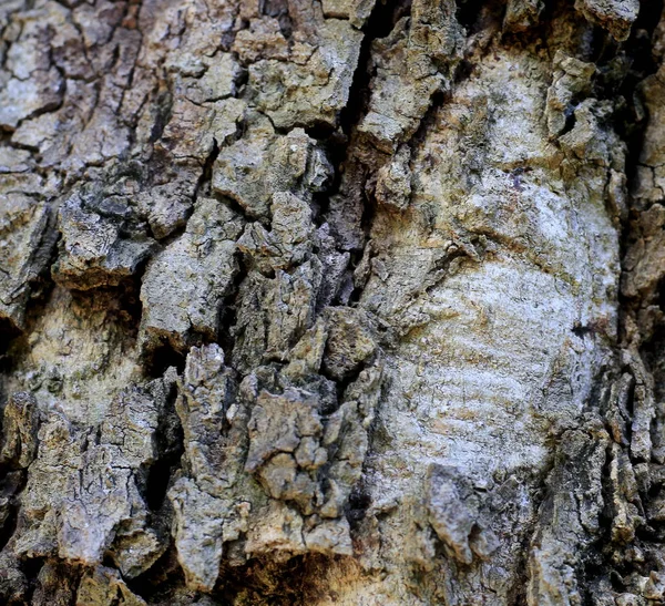 Old Bark Wood Texture Beautiful Natural Patterns — Stock Photo, Image