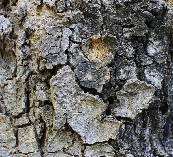 Corteza Vieja Textura Madera Hermosos Patrones Naturales — Foto de Stock