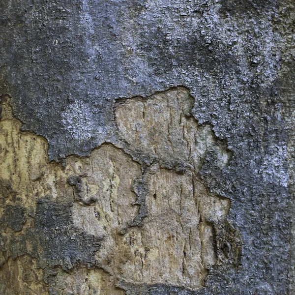 古老的树皮和木材纹理和美丽的自然图案 — 图库照片