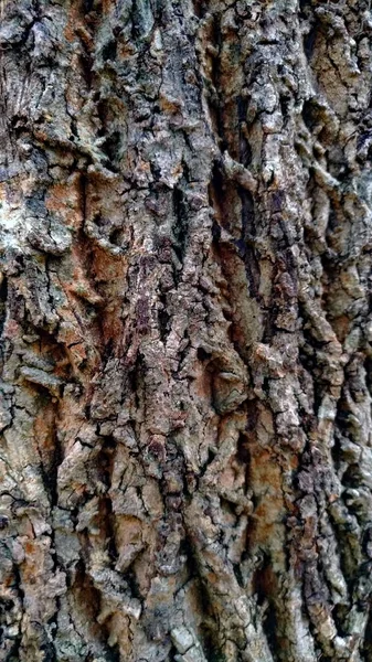 Старая Кора Текстура Дерева Красивые Природные Узоры — стоковое фото
