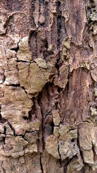 Stary Tekstura Kory Drewna Piękne Naturalne Wzorce — Zdjęcie stockowe