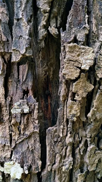 Corteza Vieja Textura Madera Hermosos Patrones Naturales — Foto de Stock