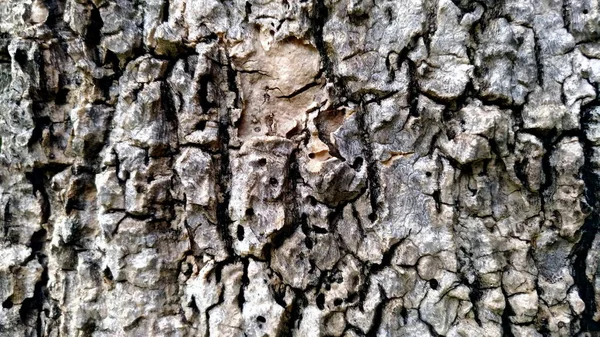 Corteza Vieja Textura Madera Hermosos Patrones Naturales — Foto de Stock