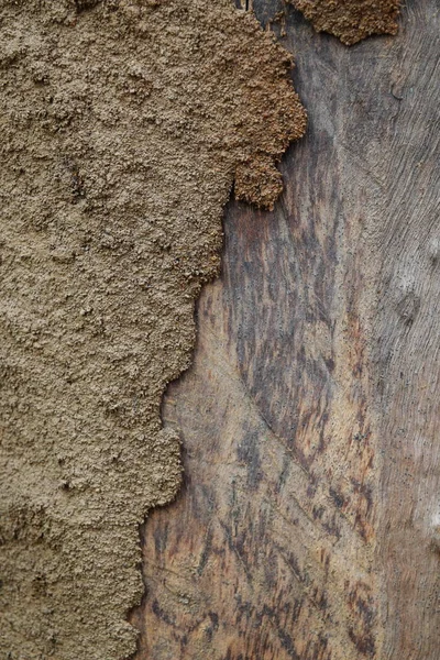 Corteza Vieja Textura Madera Hermosos Patrones Naturales — Foto de Stock