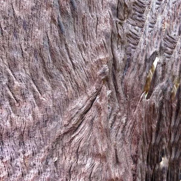 Old Bark Wood Texture Beautiful Natural Patterns — Stock Photo, Image