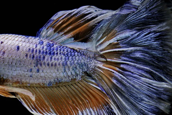 Colors and patterns on the fish tail surface bite.