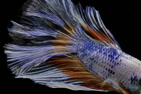 Colors and patterns on the fish tail surface bite.