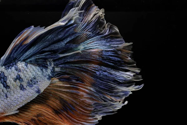 Warna Dan Pola Pada Gigitan Permukaan Ekor Ikan — Stok Foto