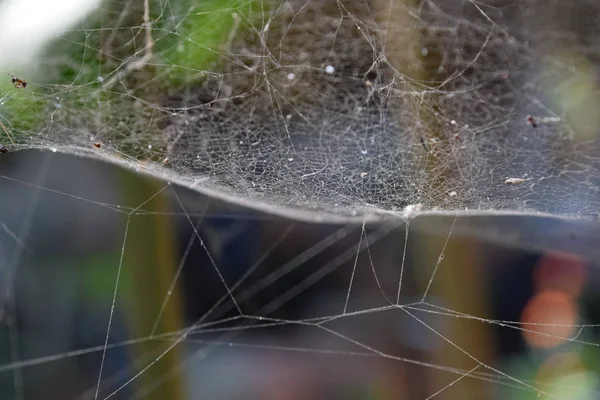 Das Spinnennetz Mit Sonnenlicht Auf Dem Rücken Ist Ein Wunderschönes — Stockfoto