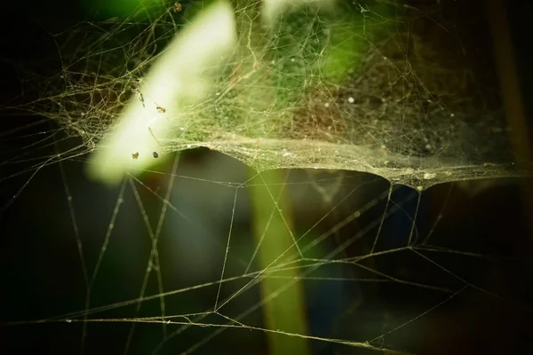 Spider Web Sunlight Back Beautiful Natural Bokeh — Stock Photo, Image