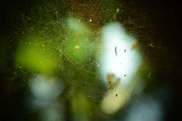 Toile Araignée Avec Lumière Soleil Sur Dos Est Beau Bokeh — Photo