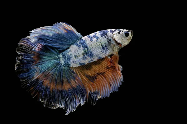 Pesce Siamese Combattente Betta Splendens Pesce Azzurro Fondo Nero Mezzaluna — Foto Stock