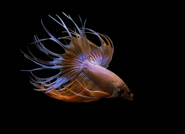 Сиамская Боевая Рыба Блеск Бетты Crowntail Красная Рыба Черном Фоне — стоковое фото