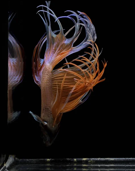 Peixe Combate Siamês Betta Splendens Crowntail Peixe Vermelho Sobre Fundo — Fotografia de Stock