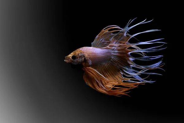 シャムの戦いの魚 Betta Splendens Crowntail 赤魚の黒い背景にハーフムーン — ストック写真