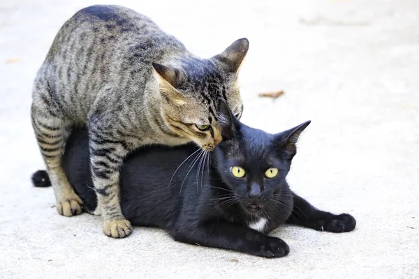 클로즈업 초상화의 고양이 — 스톡 사진