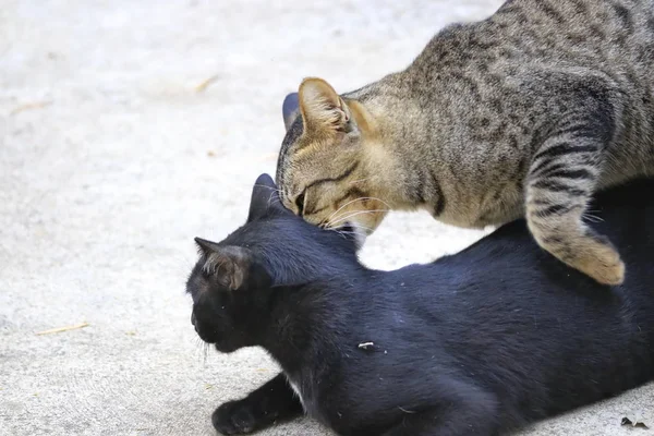 Close Portrait Cat Natural — Stock Photo, Image