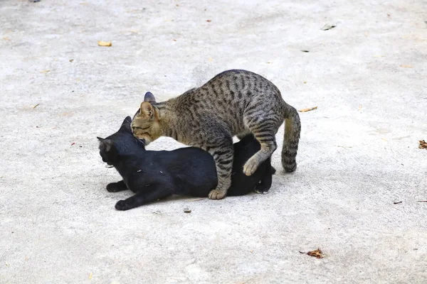 클로즈업 초상화의 고양이 — 스톡 사진