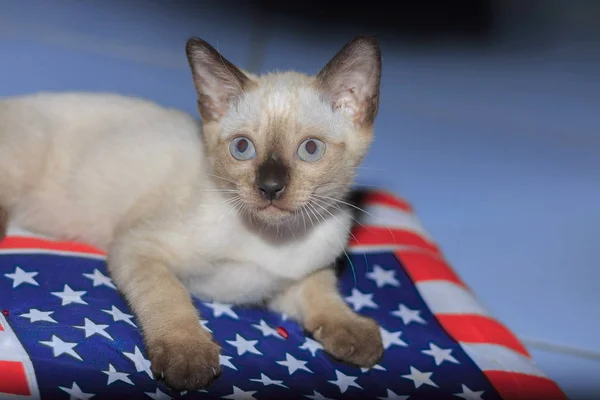 Close Portrait Cat Natural — Stock Photo, Image