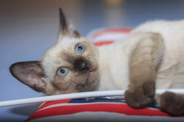 Close Portrait Cat Natural — Stock Photo, Image