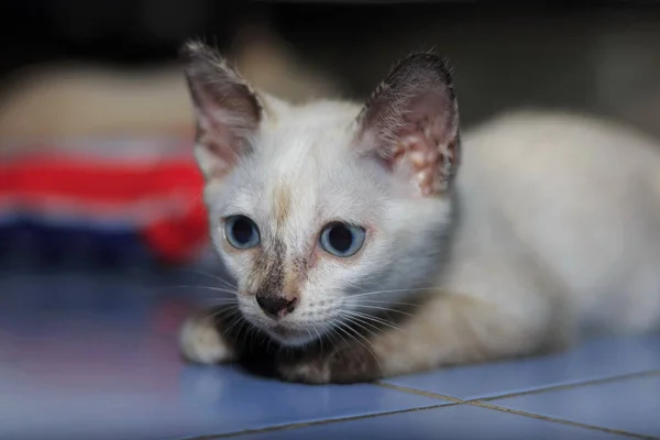 Gros Plan Portrait Chat Naturel — Photo