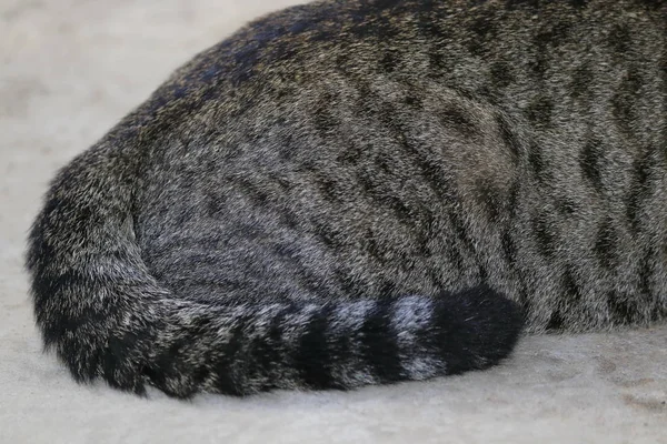 Close Portrait Cat Natural — Stock Photo, Image