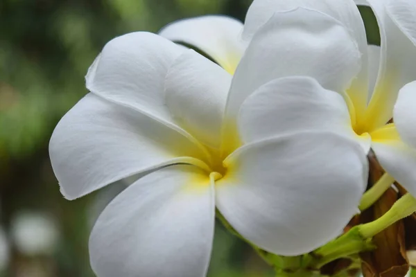 Plumeria Biały Liści Drzewie — Zdjęcie stockowe