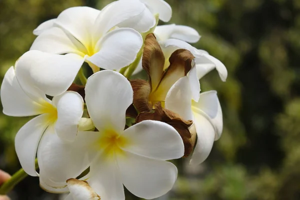 Plumeria Biały Liści Drzewie — Zdjęcie stockowe