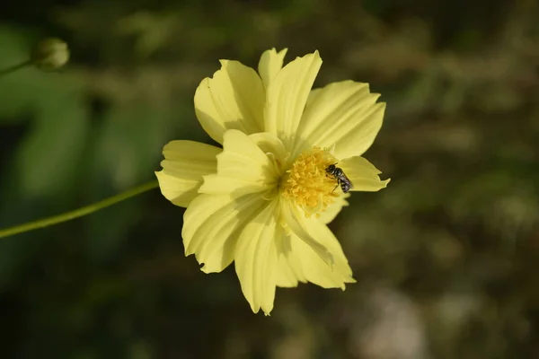 Zbliżenie Żółty Kwitnienia Roślin Ogrodzie — Zdjęcie stockowe