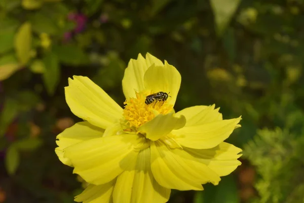 Närbild Gula Blommande Växt Trädgården — Stockfoto