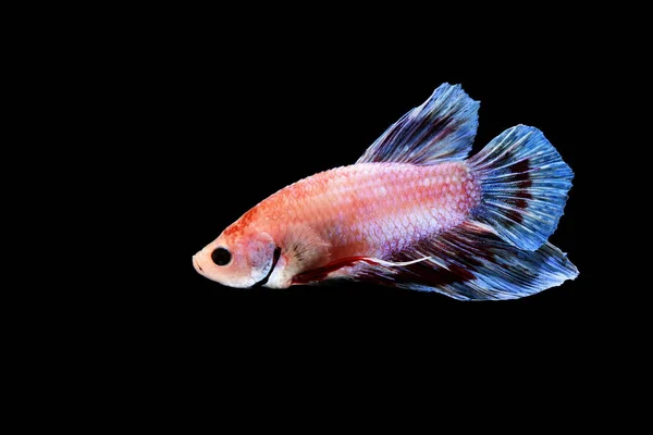 Ψάρια Betta Betta Splendens Siamese Μάχη Ψάρι Μαύρο Φόντο — Φωτογραφία Αρχείου