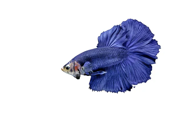 Betta Fish Betta Splendens Poisson Combat Siamois Sur Fond Blanc — Photo