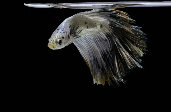 Betta Fish Betta Splendens Siamese Fighting Fish Black Background — Stock Photo, Image