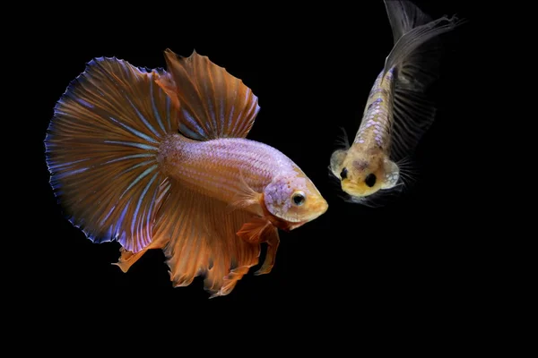 Betta Splendens 싸우는 물고기 배경에 Betta 물고기 — 스톡 사진