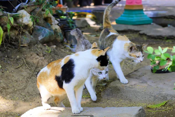 고양이의 자연의 클로즈업을 — 스톡 사진