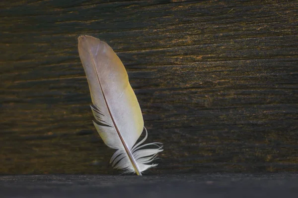 Les Plumes Oiseaux Placées Sur Sol Bois Vieux Fond Bois — Photo