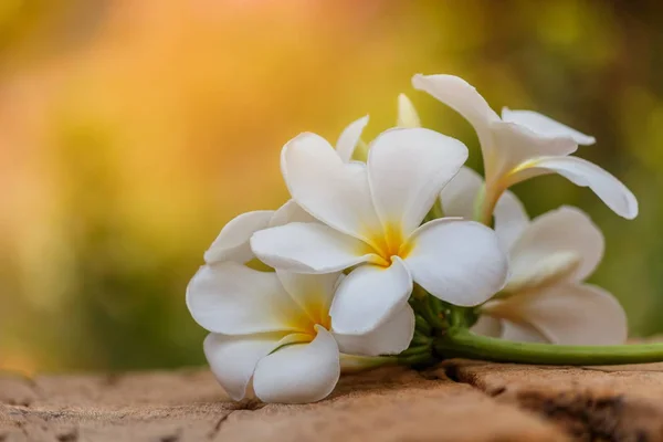 Plumeria Flores Estão Florescendo Velhos Pisos Madeira — Fotografia de Stock