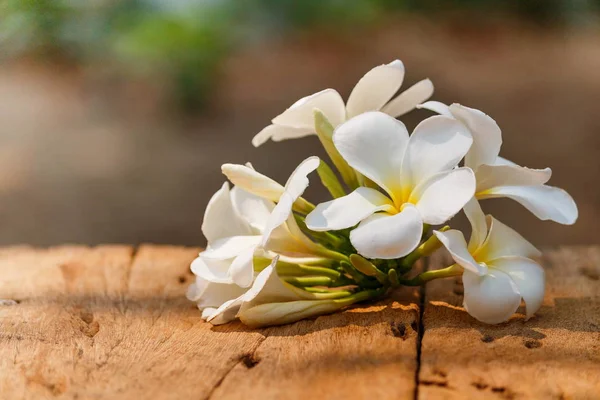 Eski Ahşap Katlarda Plumeria Çiçek Çiçeklenme — Stok fotoğraf