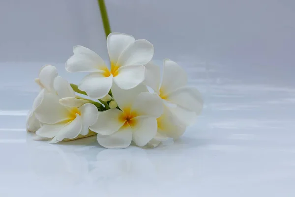 Fiori Plumeria Bianchi Stanno Fiorendo Uno Sfondo Bianco — Foto Stock