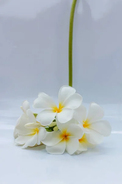 Fiori Plumeria Bianchi Stanno Fiorendo Uno Sfondo Bianco — Foto Stock