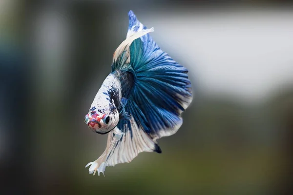 Siamese Fighting Fisk Betta Splendens Blå Fisk Suddig Bakgrund Halfmoon — Stockfoto