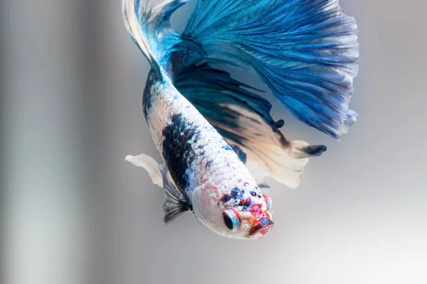 Peces Siameses Lucha Betta Splendens Peces Azules Fondo Borroso Halfmoon — Foto de Stock