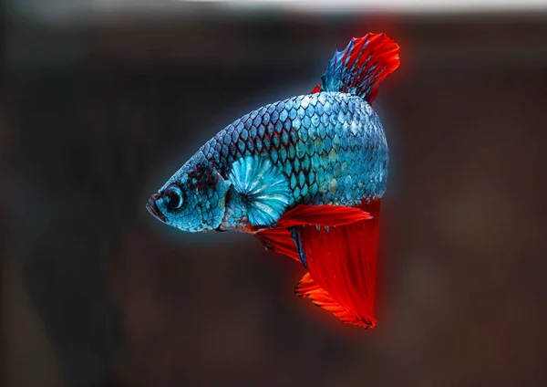 Siyam Dövüş Balık Betta Splendens Mavi Balık Bulanık Arka Plan — Stok fotoğraf
