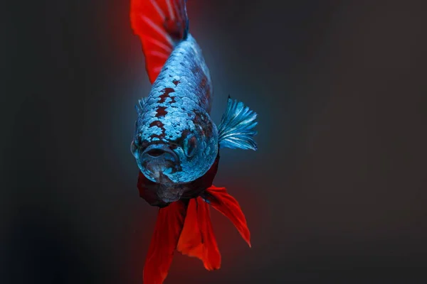 Pesce Siamese Combattente Betta Splendens Pesce Azzurro Fondo Sfocato Mezzaluna — Foto Stock