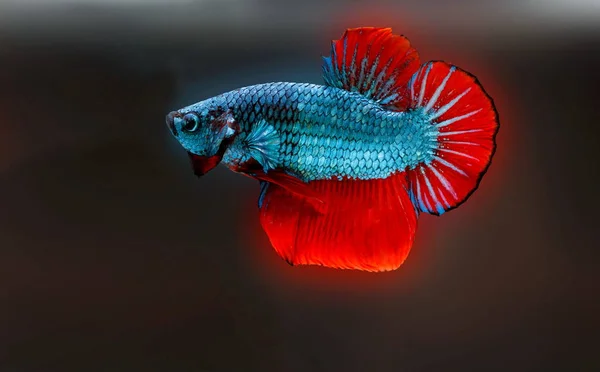 Siamese Fighting Fish Betta Splendens Blue Fish Blurred Background Halfmoon — Stock Photo, Image