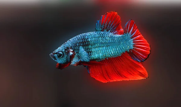 Peixe Combate Siamês Betta Splendens Peixe Azul Fundo Borrado Halfmoon — Fotografia de Stock